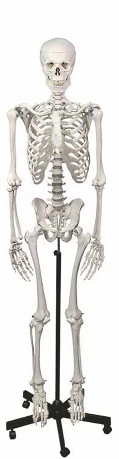 Human Skeleton